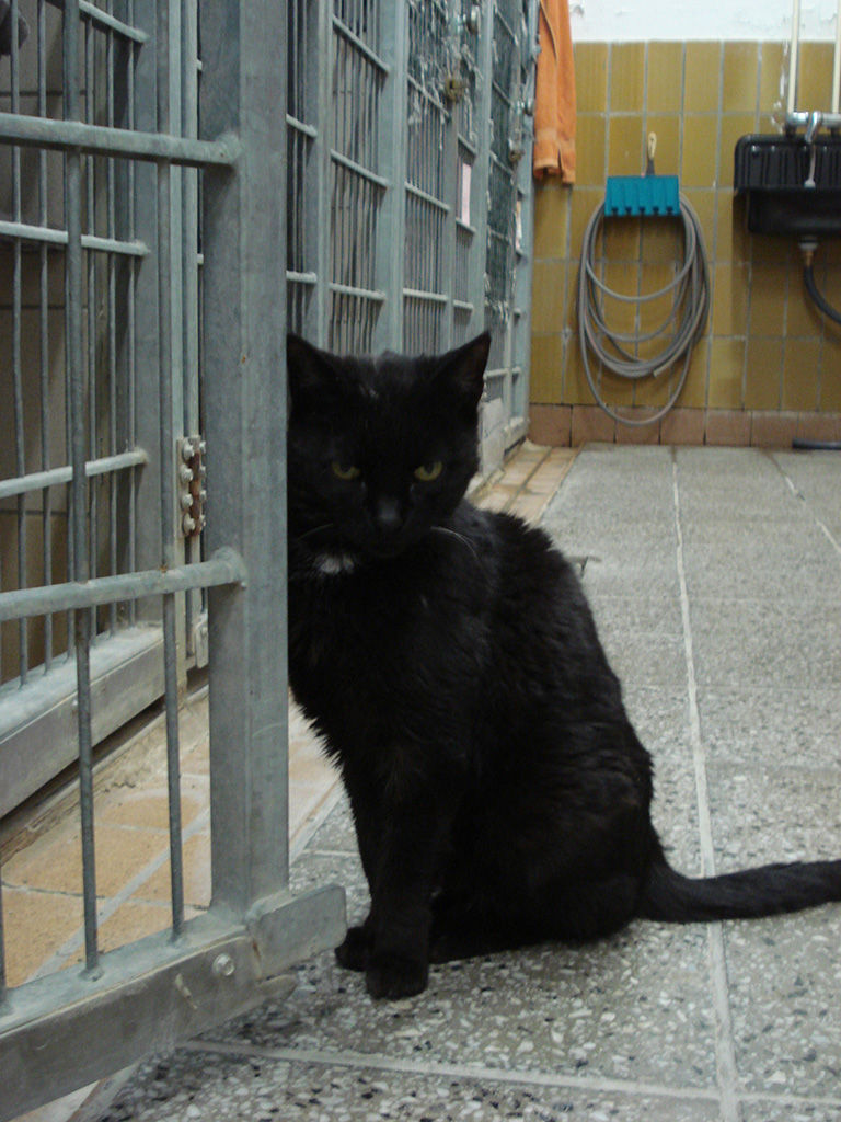 Tierheim Halle Hunde