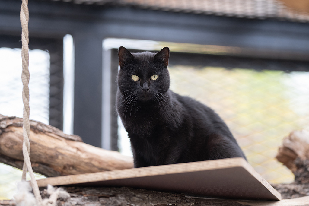 Katze Maze