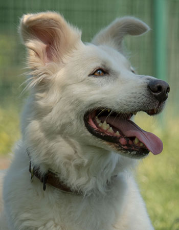 Hund Kurt