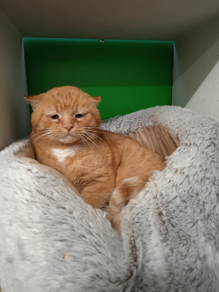 Tierheim Halle Hund Chico