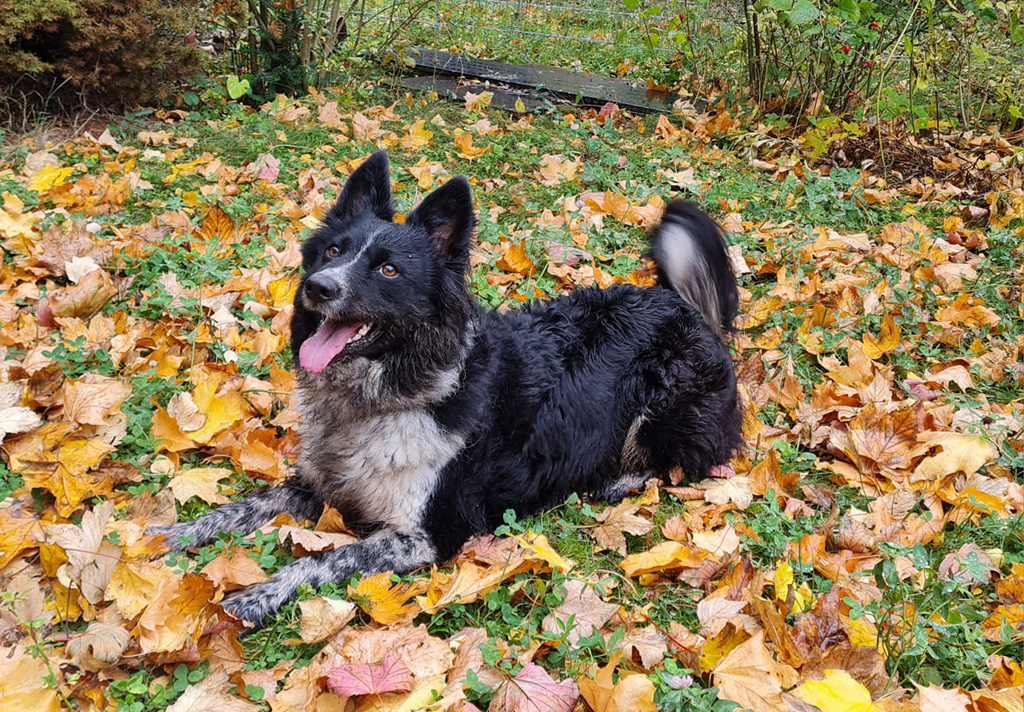 Hund Kurt