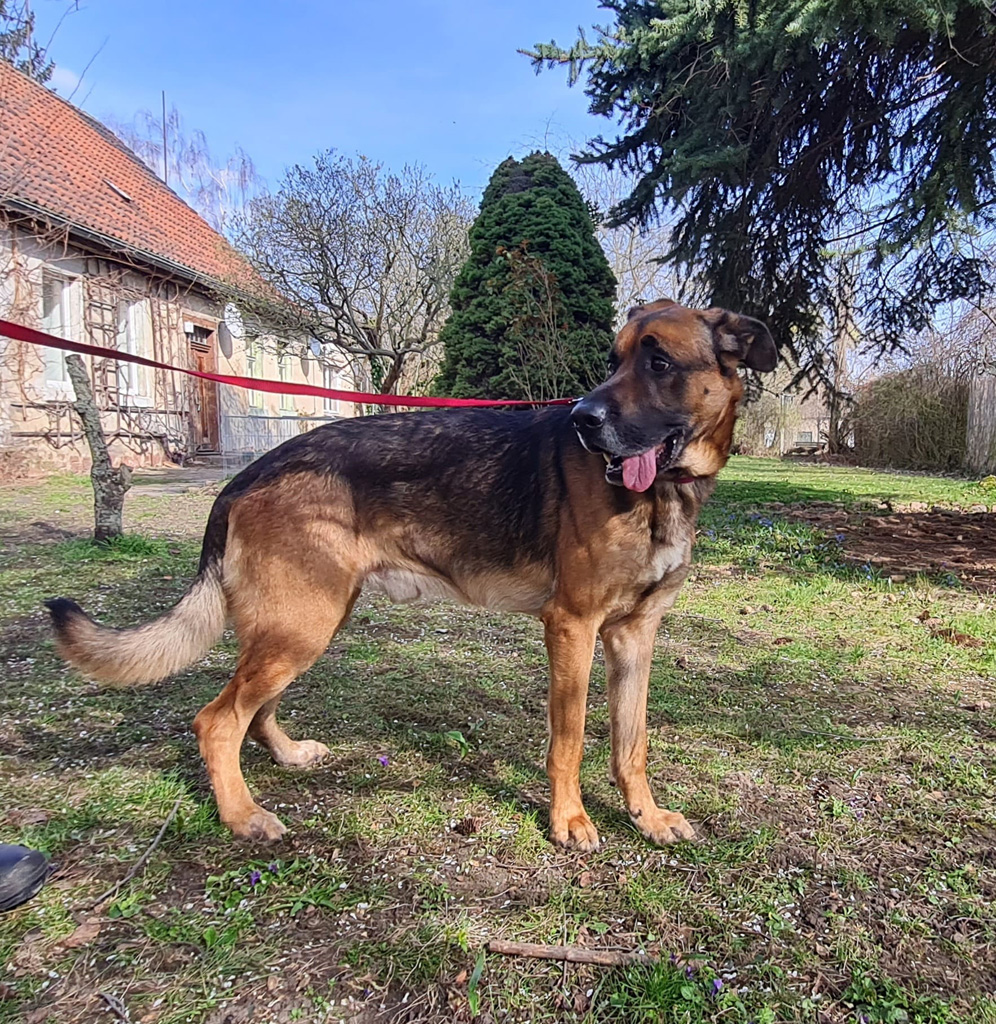Hund Kurt