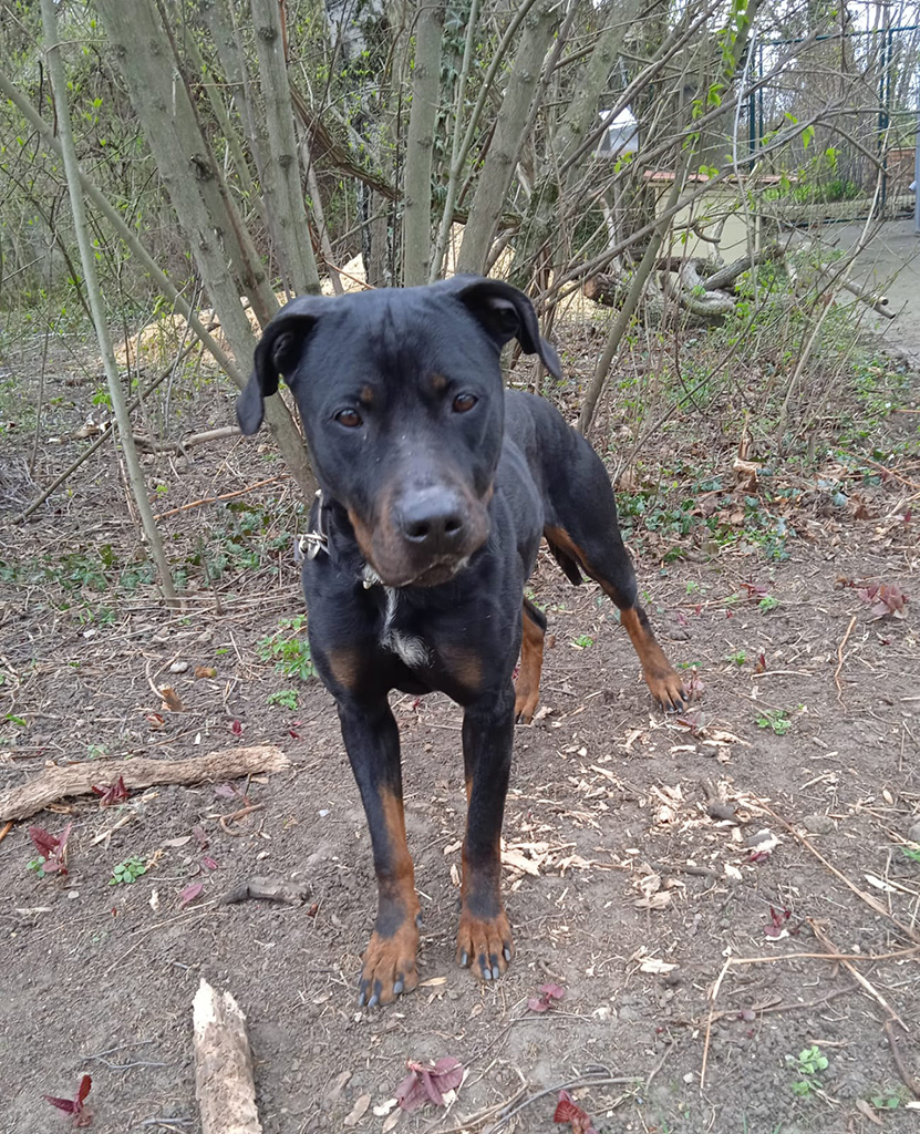 Hund Kurt